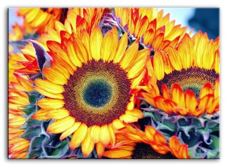 Obraz "Kwiaty" reprodukcja 50x70 cm
